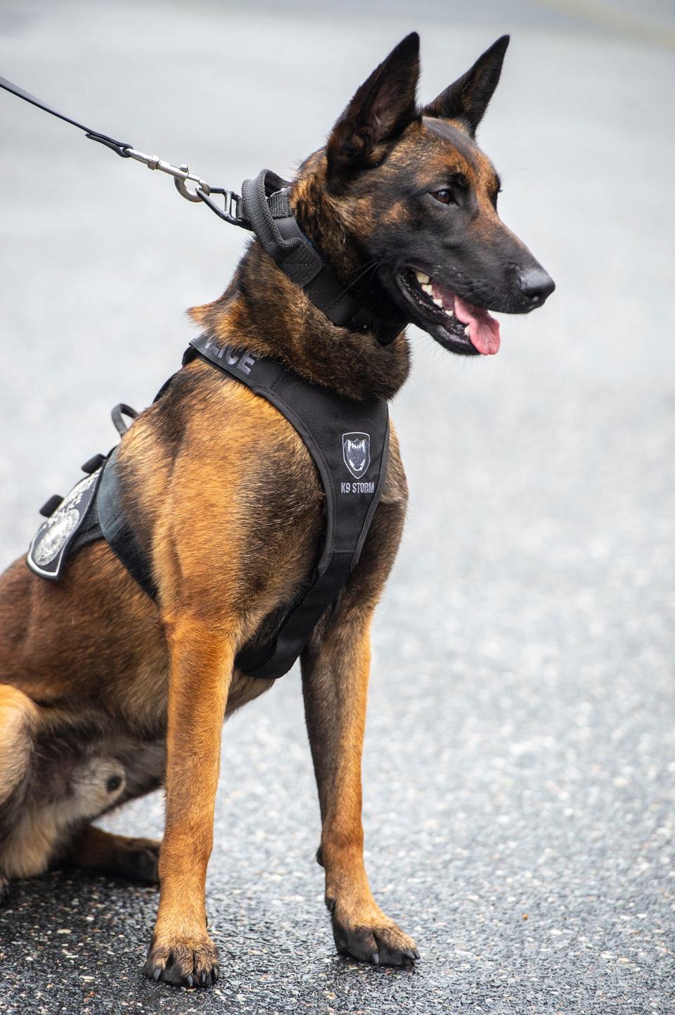 Framingham Police K9 Luca, at Cushing Memorial Park, Aug. 7, 2023.