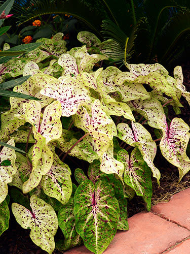 Annuals: Caladium