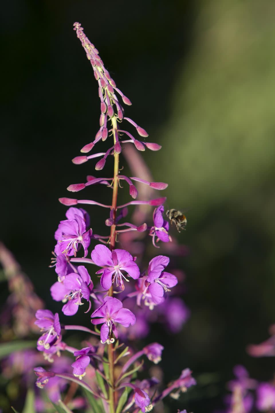 flower meanings, myrtle