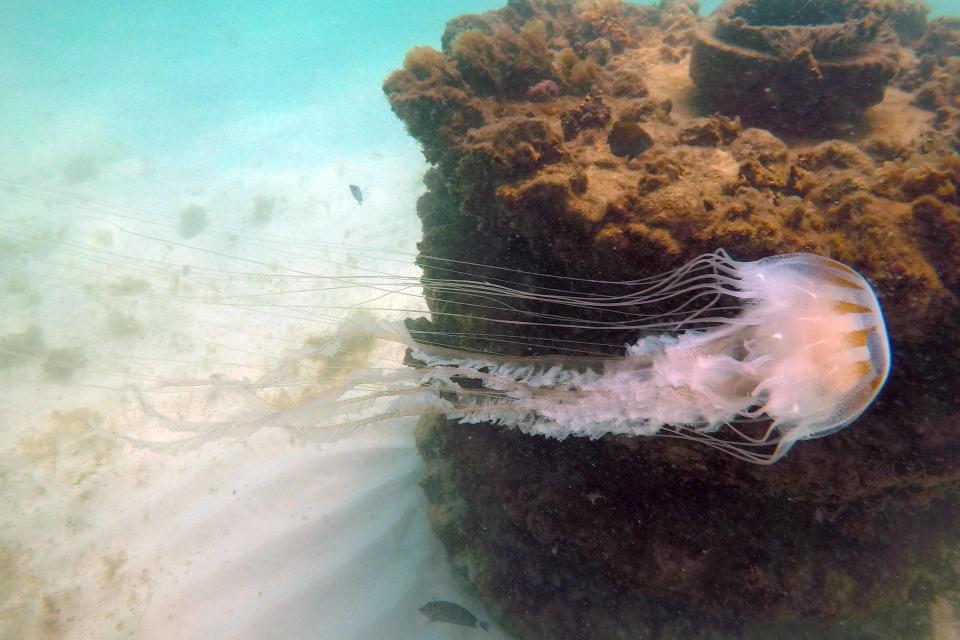 A jellyfish floats past one of the concrete structures that comprise an artificial reef located offshore of Beach Acesss #4 on Okaloosa Island.