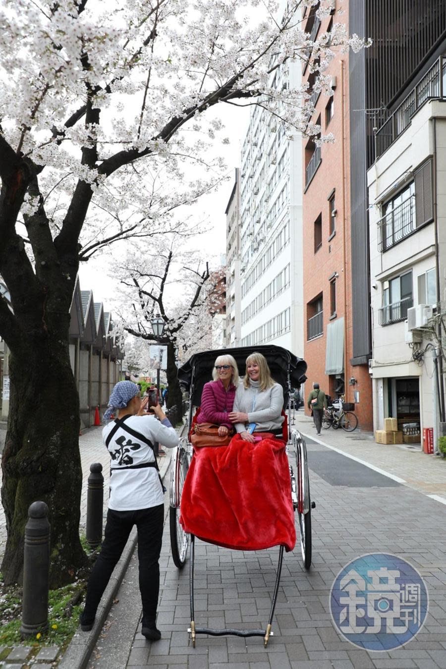 外國觀光客乘著人力車賞櫻。