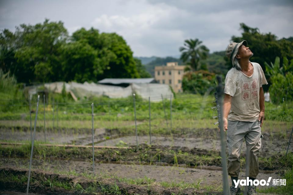 TV生於務農家庭，種植數十載。他花了不少培育香港米，期盼香港米「生性」，「不然沒有人要」。