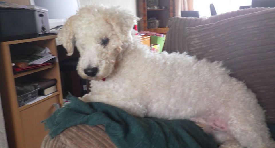 Oscar, a Bichon Frise, pictured with one of his eyes removed sitting on a couch.