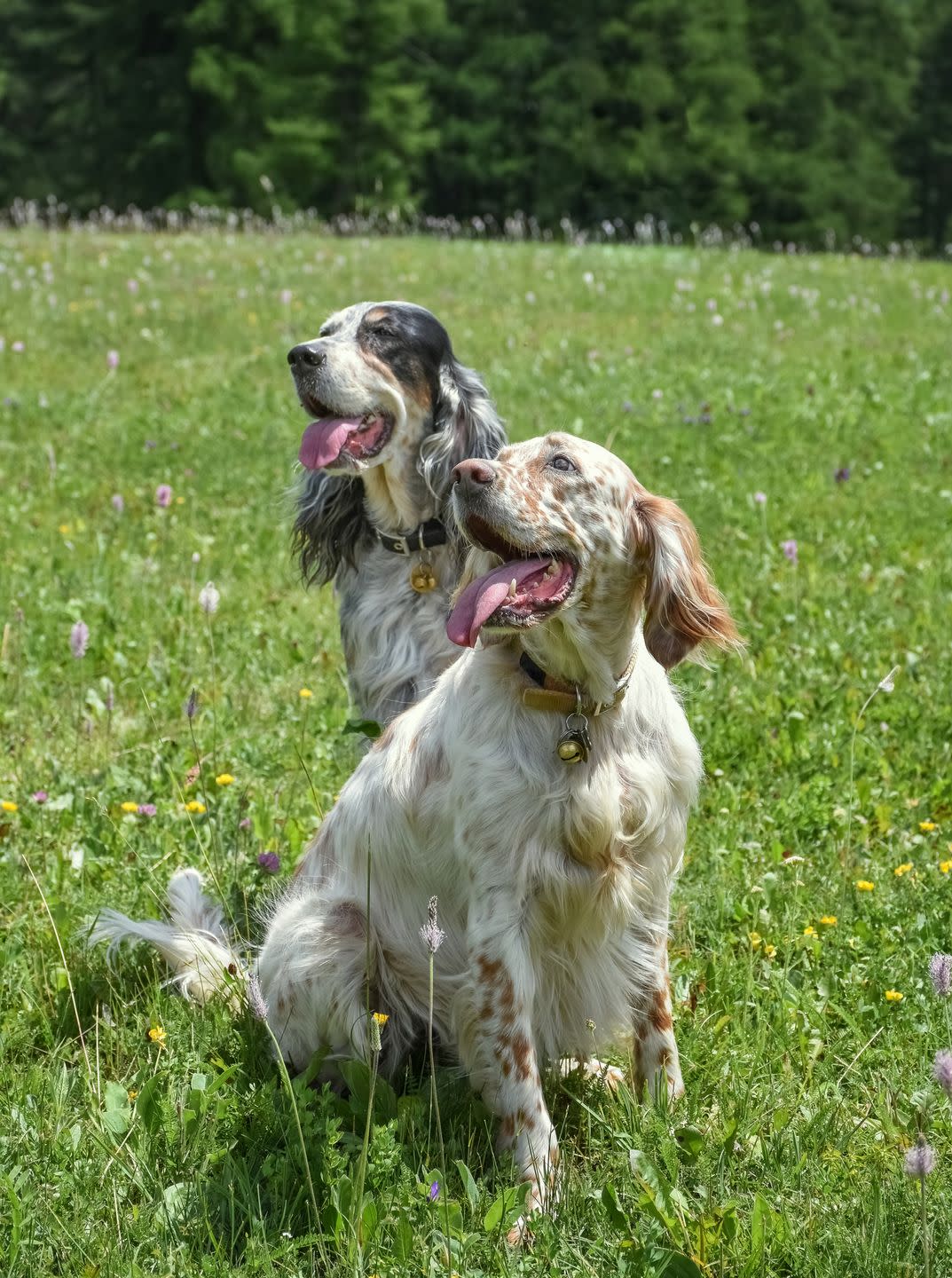 medium dog breeds english setter