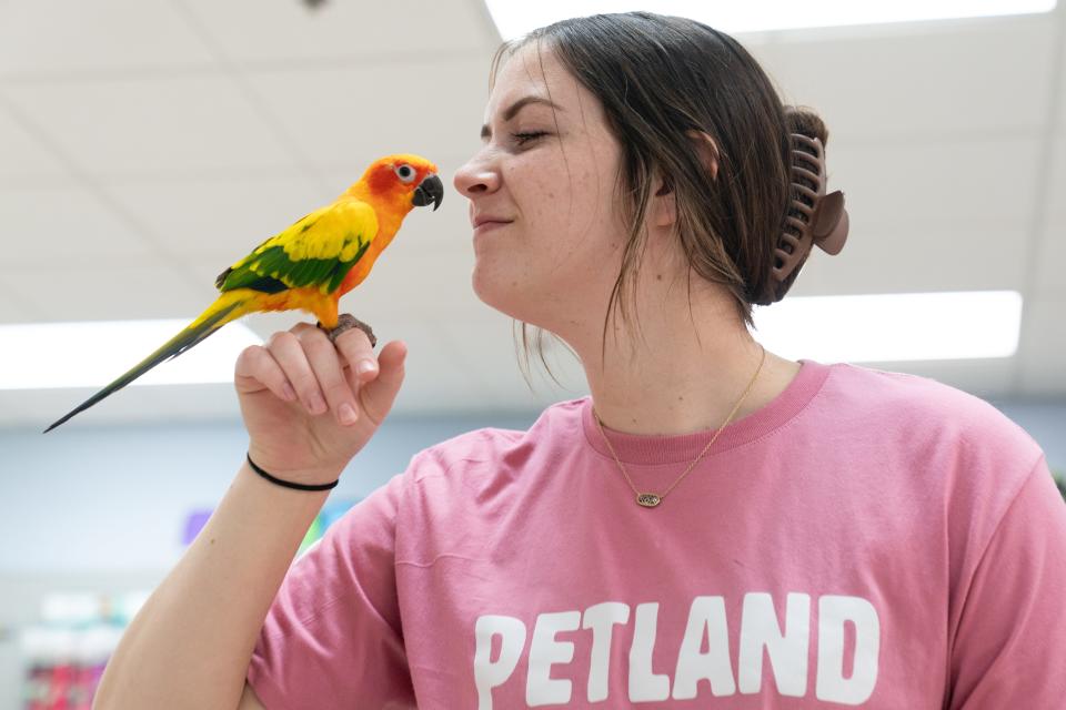 Addi Hazen, an employee at Petland, enjoys the company of Stewie, a Sun Conture bird for sale Friday morning.