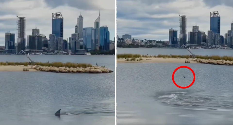 Left: Dolphin's dorsal fin can be seen above the water with the city skyline seen in the background. Left: The fish can be seen above the water with a red circle highlighting its location in the image. 