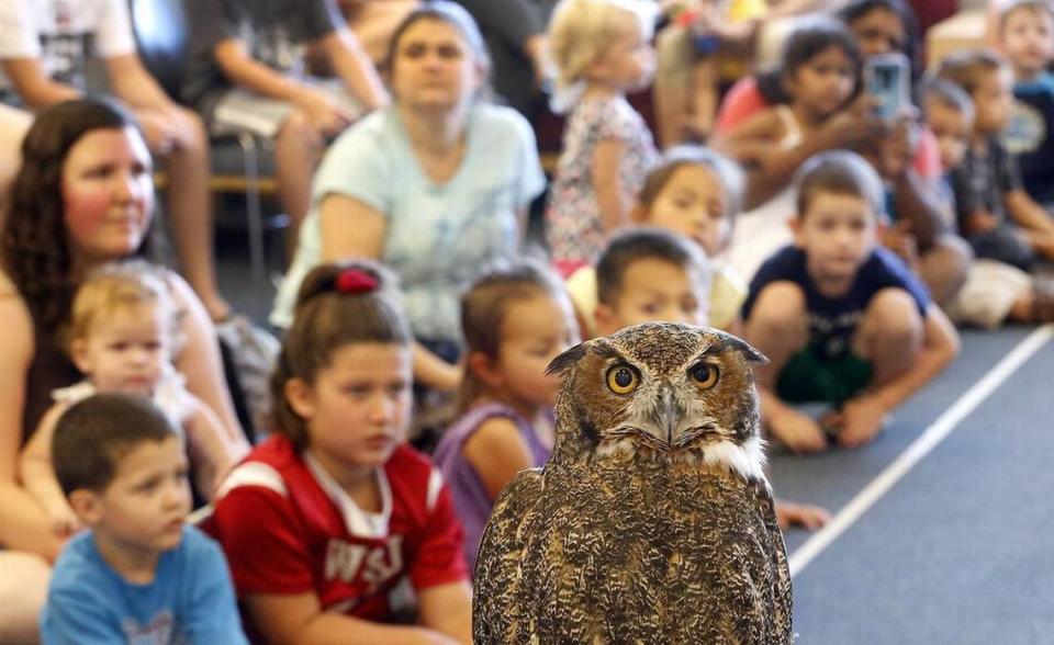 A 33-year-old great horned owl named E.T., which stands for Extra Terrific, looks around the room at the West Richland branch of Mid-Columbia Libraries.