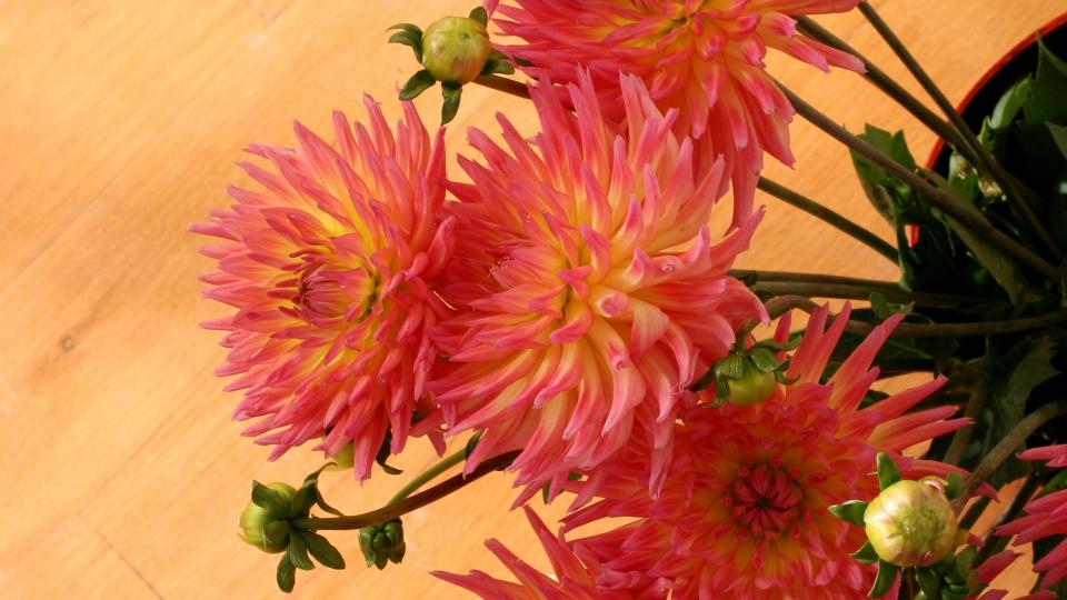 <p> These nostalgia-inducing plants with their retro-style blooms prefer cooler indoor spots well out of direct sunlight. As well as looking truly adorable Chrysanthemums have been used to treat all kinds of afflictions, from high blood pressure to fever and dizziness thanks to the plant's high levels of Potassium. </p>