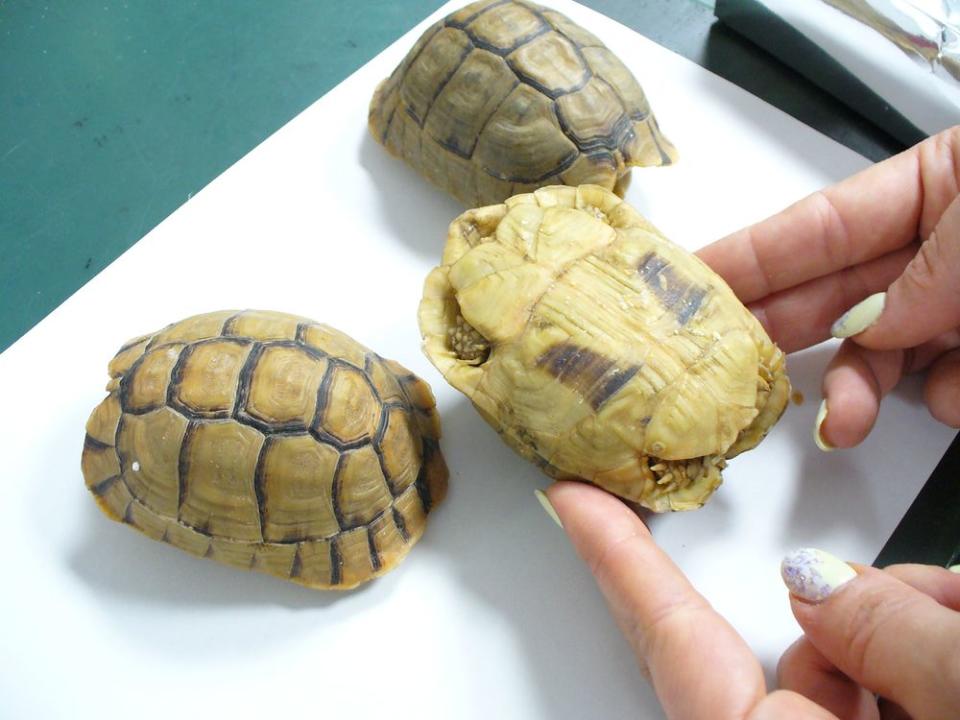 The man told customs officials that the three tortoises were chocolate