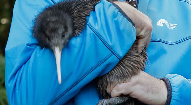 'Ice age glaciations' drove the Kiwi's evolution into multiple lineages. Photo: Getty Images