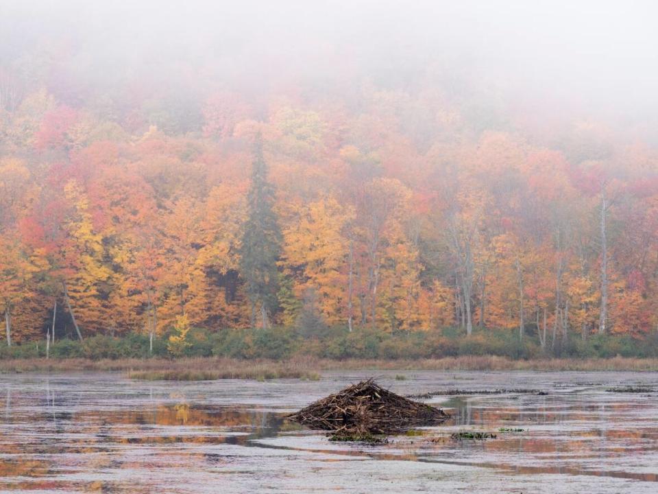 Fog lifts over a beaver dam on a lake in Gatineau Park earlier this month. (Adrian Wyld/The Canadian Press - image credit)