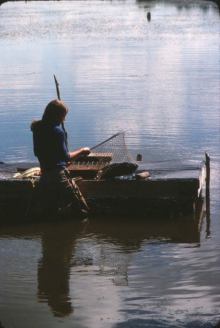 Tina Morris catches carp that will be fed to bald eagles bred at the Montezuma National Wildlife Refuge in Seneca Falls in 1977.