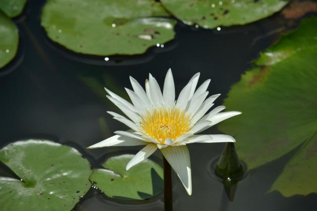 花現水中美麗女神新北樹林山佳及板橋新海濕地睡蓮花開