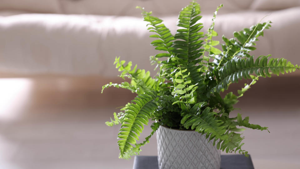 Fern plant in room