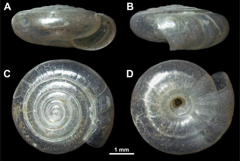 The shell of a Vitrea virgo, or the Mount Devica crystal snail.  Photos by Gojšina, Vesović, Ćurčić, Karan-Žnidaršič, Mitrović and Dedov (2024)