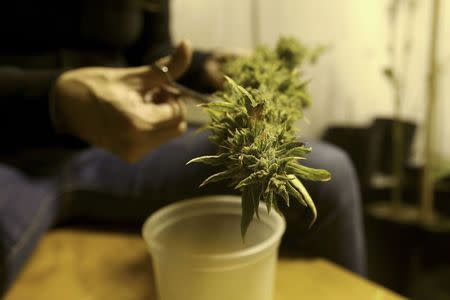 File photo of a marijuana home grower working on a marijuana flower in Montevideo March 7, 2014. REUTERS/Andres Stapff/Files