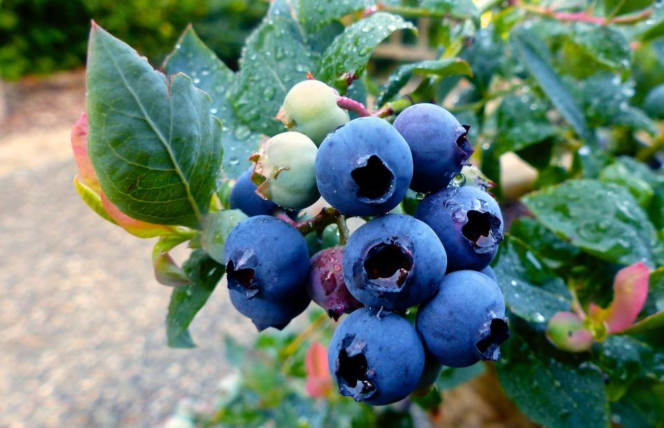 This June 15, 2015 photo shows a dwarf hybrid blueberry plant growing in a container on a residential sidewalk near Langley, Wash. Growers without a lot of living space increasingly are choosing the dwarf varieties of their favorite plants, making this one of the hottest gardening trends predicted for 2020. (Dean Fosdick via AP)