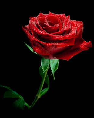 <b>ROSAS ROJAS.</b> <br> Son el símbolo del amor, se regalan entre enamorados pero también se pueden dar como obsequio fraternal, a un amigo por ejemplo como muestra de cariño.