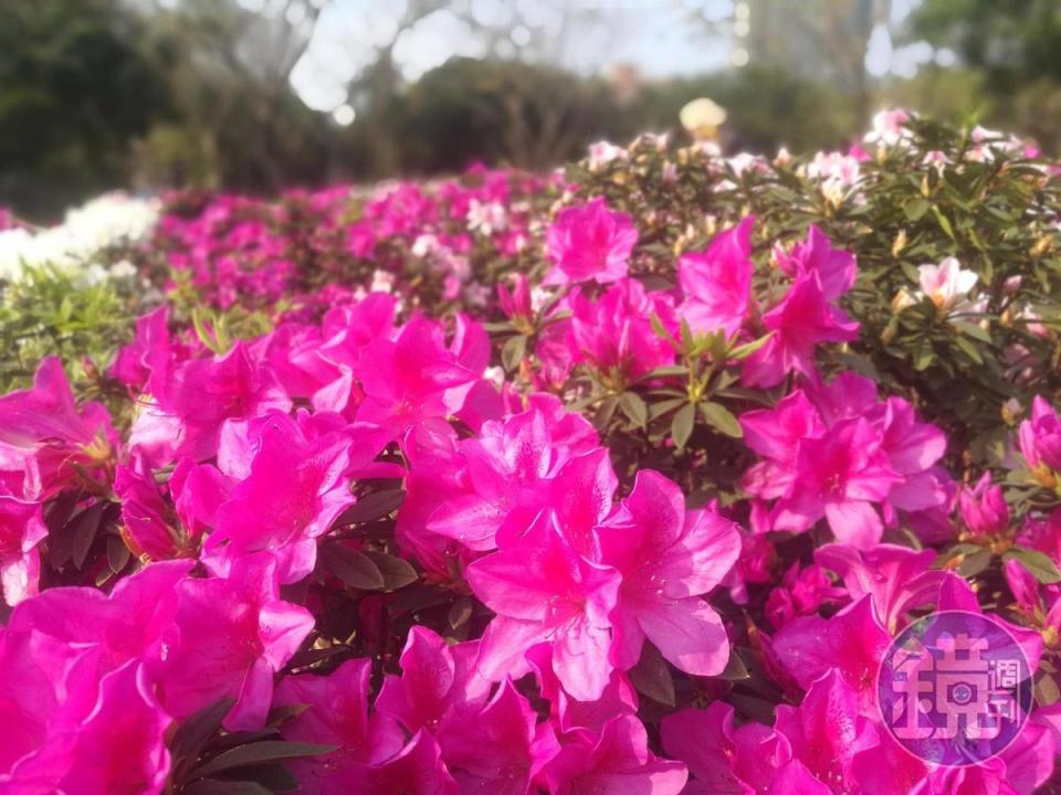 全球杜鵑約有1千種，豐富多變的花色，成了美化街道的常見花卉。 