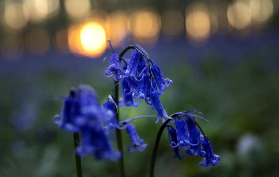 The sun begins to rise through the trees as Bluebells, also known as wild Hyacinth, bloom in the Hallerbos forest in Halle, Belgium, on Thursday, April 16, 2020. Bluebells are particularly associated with ancient woodland where it can dominate the forest floor to produce carpets of violet–blue flowers. (AP Photo/Virginia Mayo)