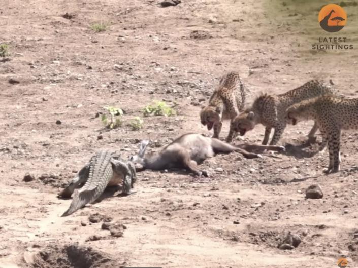 screenshot from video of crocodiles approaching cheetahs