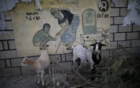 Two goats eat branches next to an Oxfam sign in Corail, a camp for displaced people of the 2010 earthquake, on the outskirts of Port-au-Prince - Credit: Reuters
