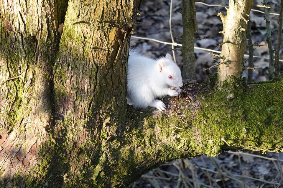 <p>The albino squirrel sitting on a tree. Their white fur makes them more vulnerable to attack from predators</p> (PA)