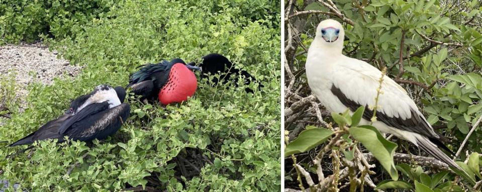 <div class="inline-image__caption"><p>A frigatebird inflating himself to impress a female and red-footed booby</p></div> <div class="inline-image__credit">Will O'Connor/The Daily Beast</div>