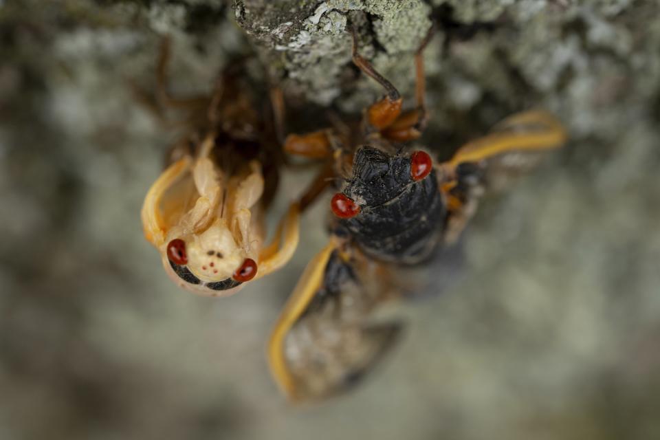 Adult periodical cicadas, one in the process of shedding its nymphal skin at left, cling to a tree on Friday, May 17, 2024, in Charleston, Ill. (AP Photo/Carolyn Kaster)