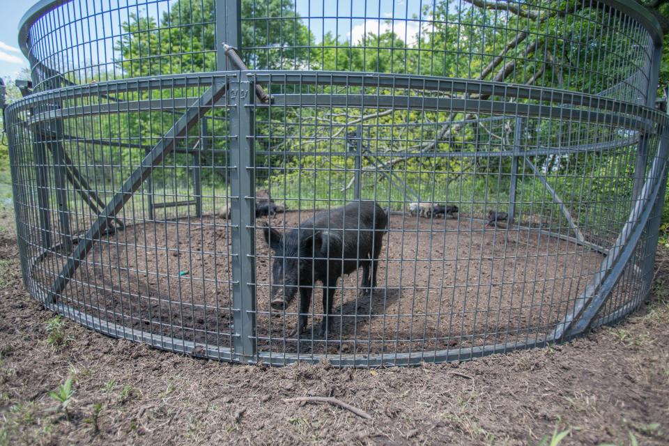 Feral swine are caught in a BoarBuster trap.