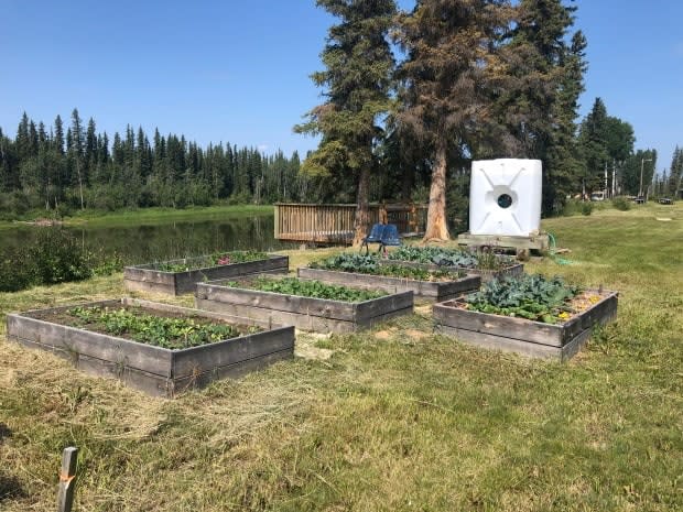 People in Kakisa are using raised garden beds to grow food.