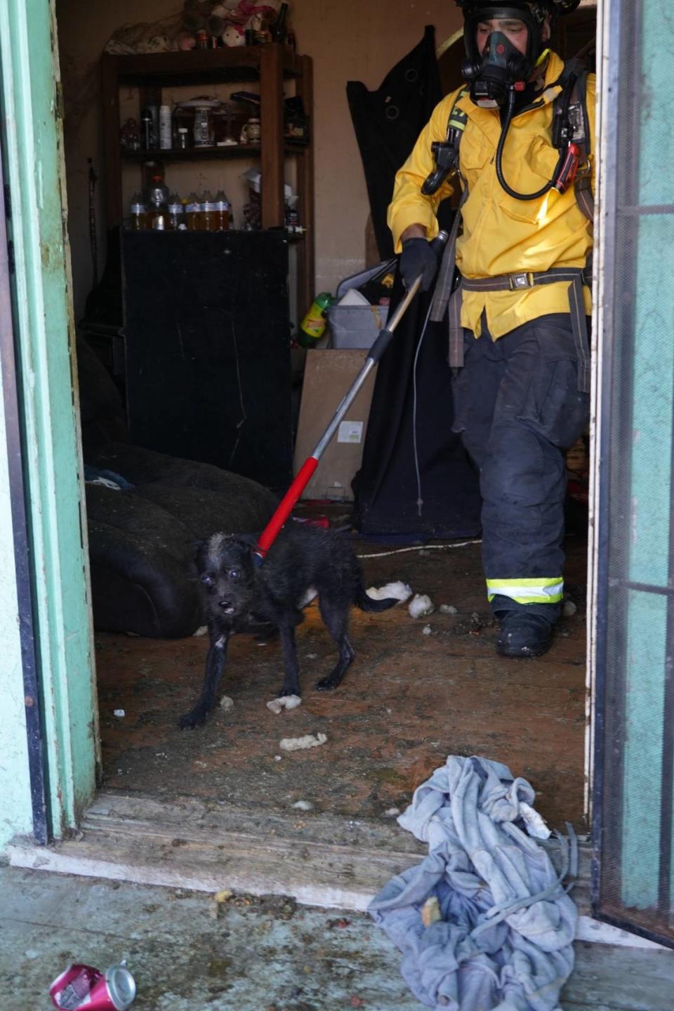 A rescued dog is carried from a home on Hollister Street in Ceres on Tuesday, March 19, 2024.