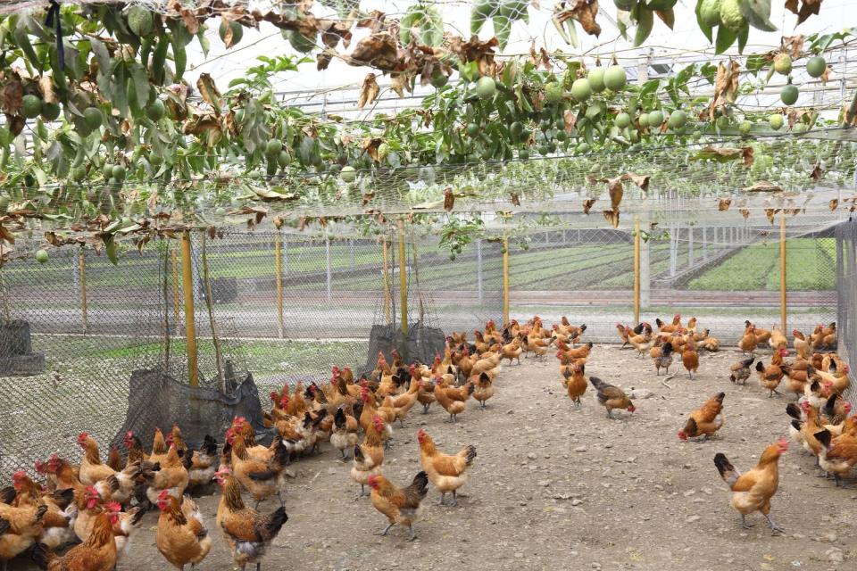 雞場上方種植有機瓜類，不僅可遮蔭，雞隻產生的雞糞肥亦可使瓜果更加營養碩大，形成自然循環的系統。   神農山莊/提供