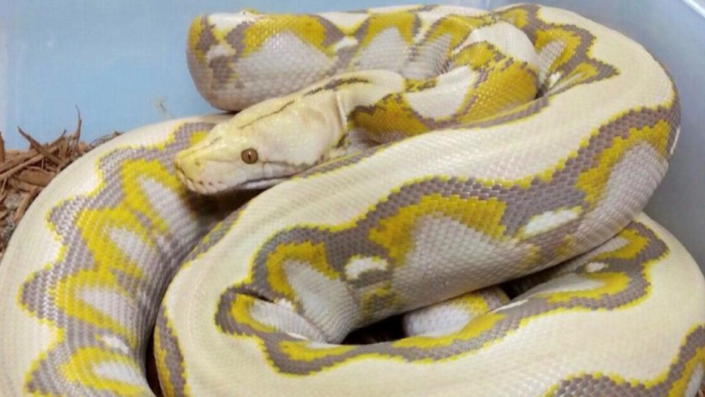 The Renick Ghost, a new breed of snake, was named in Ben&#39;s honor. / Credit: Jeff Kelley, El Segundo Pythons on YouTube