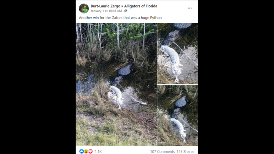 Burt-Laurie Zargo posted these photos on the Alligators of Florida Facebook page.