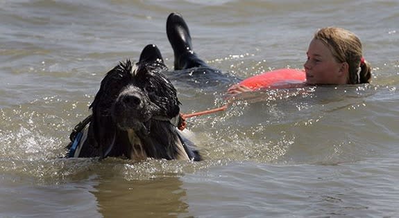 Whizz dog rescuing child