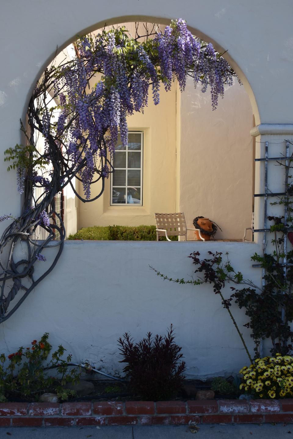 Wisteria growing over an arch