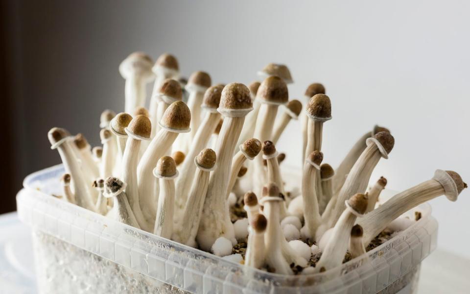 Hallucinogens such as psilocybin, found in magic mushrooms, are getting the headlines while little research has been carried out into ergot - iStockphoto