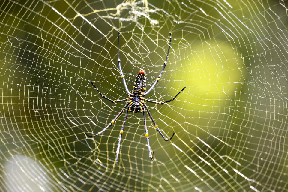 The ventral side of a big spider near the Gitgit Waterfalls on Dec. 29, 2016, in Sukasada, Bali, Indonesia.&nbsp;