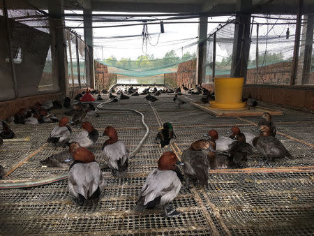 Common Pochards, mallards and Eurasian coots are reared in a water-fowl farm in Yugan in southeastern Jiangxi province, China March 24, 2018. Picture taken March 24, 2018. REUTERS/James Pomfret