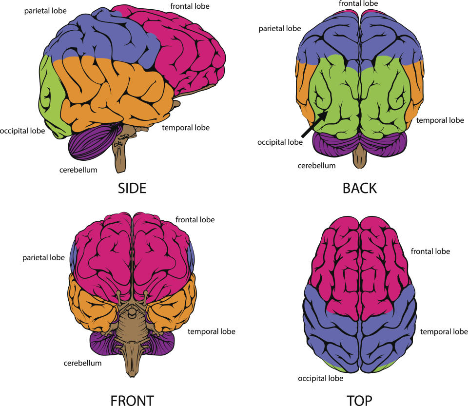 illustration of the brain, 4 sides of the brain indicating frontal lobe, temporal lobe, parietal lobe, occipital lobe and cerebellum