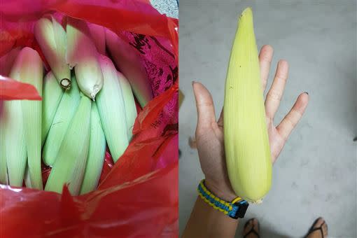 朋友送的玉米筍，居然比手掌還大。（圖／翻攝自爆廢公社公開版）