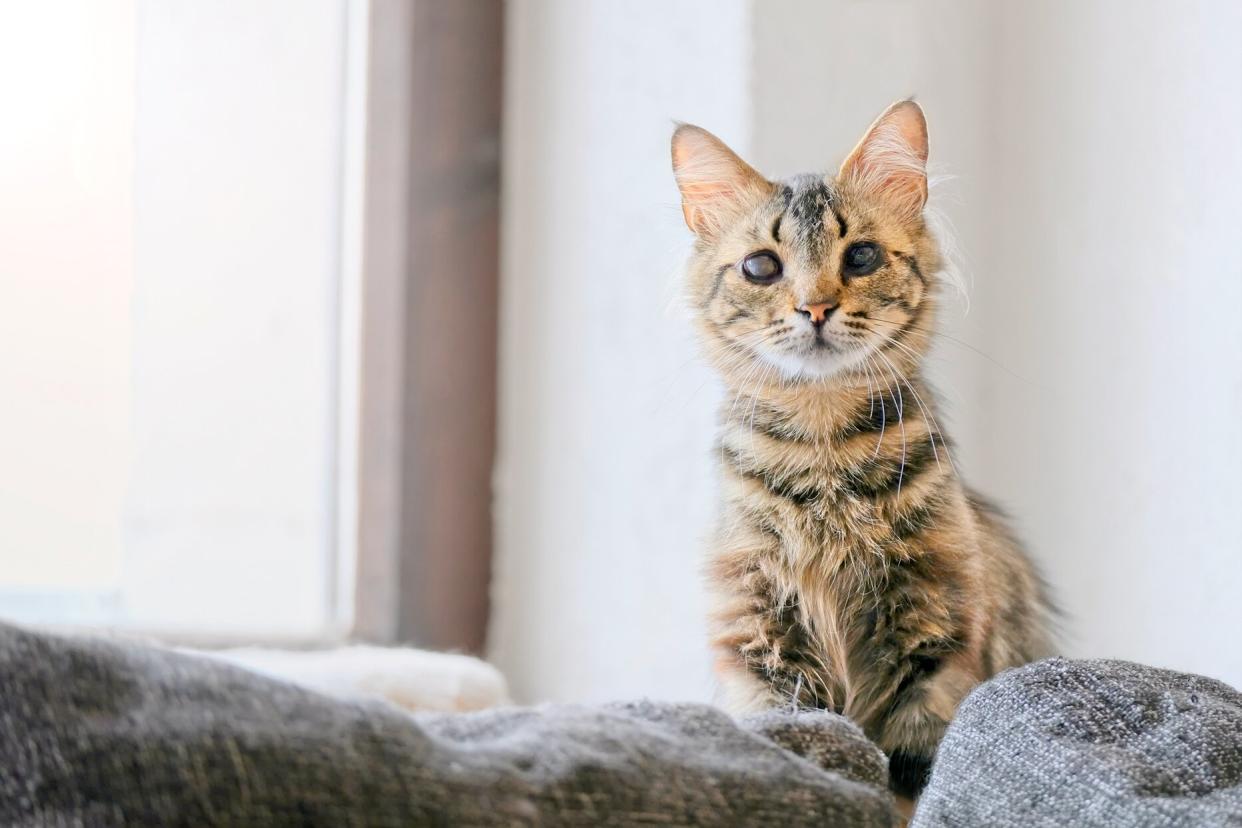 blind tabby cat perched on couch