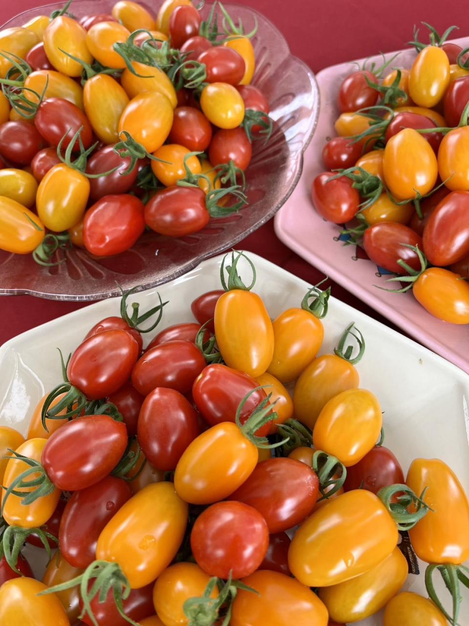 不用農藥，小番茄仍有健康高品質。（圖片提供／花蓮農改場）