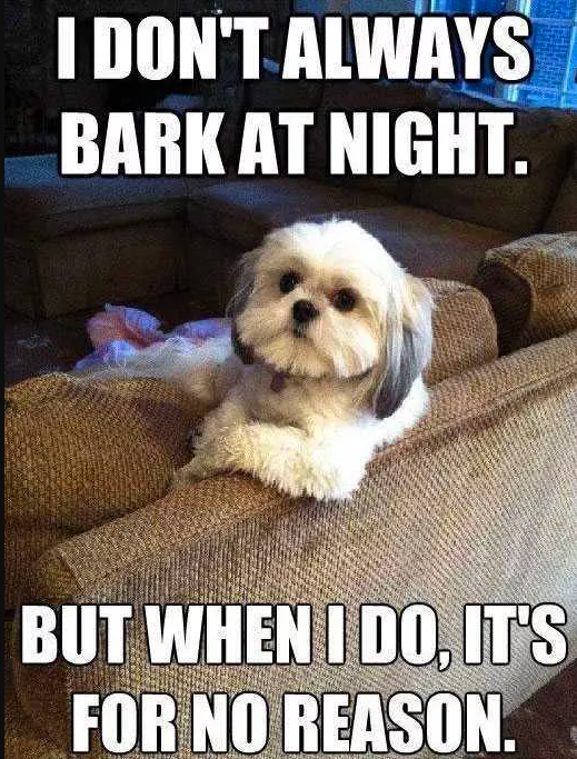 The Most Interesting Dog in the World