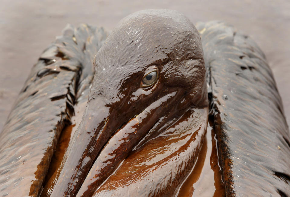 FILE - In this June 3, 2010 file photo, a Brown Pelican is mired in oil from the Deepwater Horizon oil spill, on the beach at East Grand Terre Island along the Louisiana coast. On April 20, 2010, a well blew wild under a BP oil platform in the Gulf of Mexico. Eleven workers were missing that day, and would later be declared dead. Ten years after the explosion on that Deepwater Horizon rig off Louisiana's coast, The Associated Press is making the original story and photographs available. (AP Photo/Charlie Riedel, File)