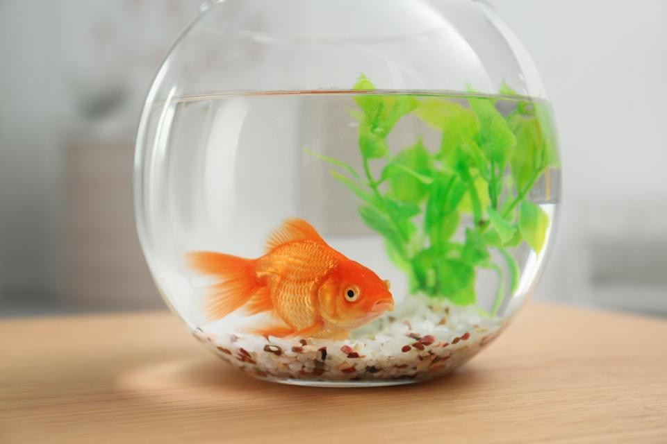 goldfish names