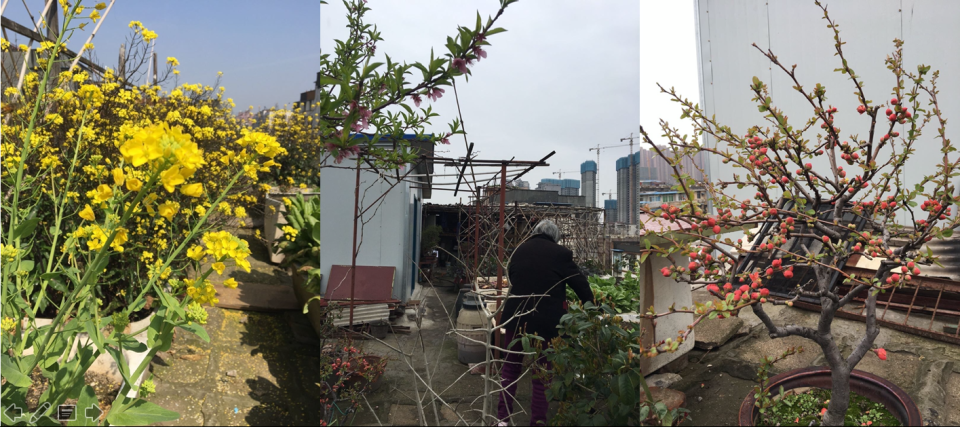 Mr. Yang's father's rooftop garden, which he and his mother now maintain.