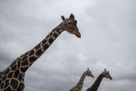 Giraffes walk in the Attica Zoological Park in Spata, near Athens, on Tuesday, Jan. 26, 2021. (AP Photo/Petros Giannakouris)