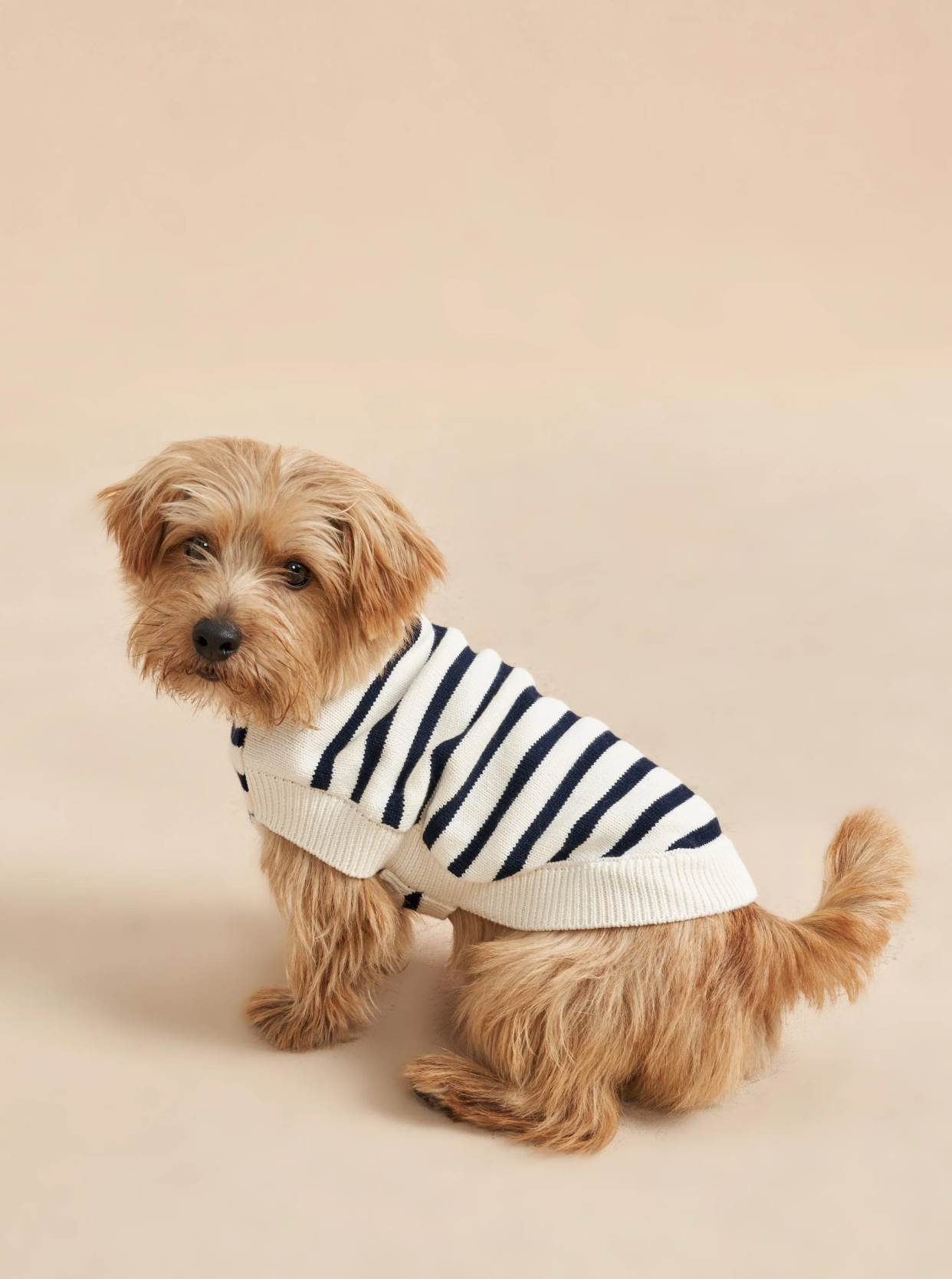 <p><a href="https://go.redirectingat.com?id=74968X1596630&url=https%3A%2F%2Flalignenyc.com%2Fproducts%2Fchien-sweater-cream-navy&sref=https%3A%2F%2Fwww.oprahdaily.com%2Fstyle%2Fg62072637%2Fo-list-pets%2F" data-i13n="elm:affiliate_link;elmt:premonetized" rel="sponsored" target="_blank" data-ylk="slk:Shop Now;elm:affiliate_link;elmt:premonetized;itc:0;sec:content-canvas" class="link rapid-noclick-resp rapid-with-clickid etailiffa-link">Shop Now</a></p> <p>Chien Dog Sweater</p> <p>lalignenyc.com</p> <p>$75.00</p>